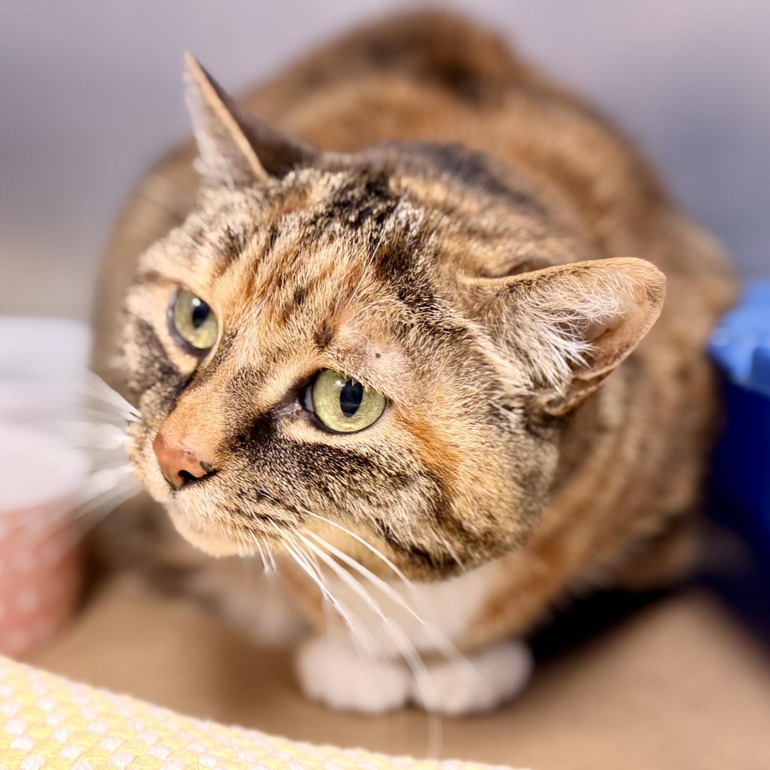 Enlarge Chloe, a Adoptable Domestic Short Hair in Manahawkin, NJ image 2/2