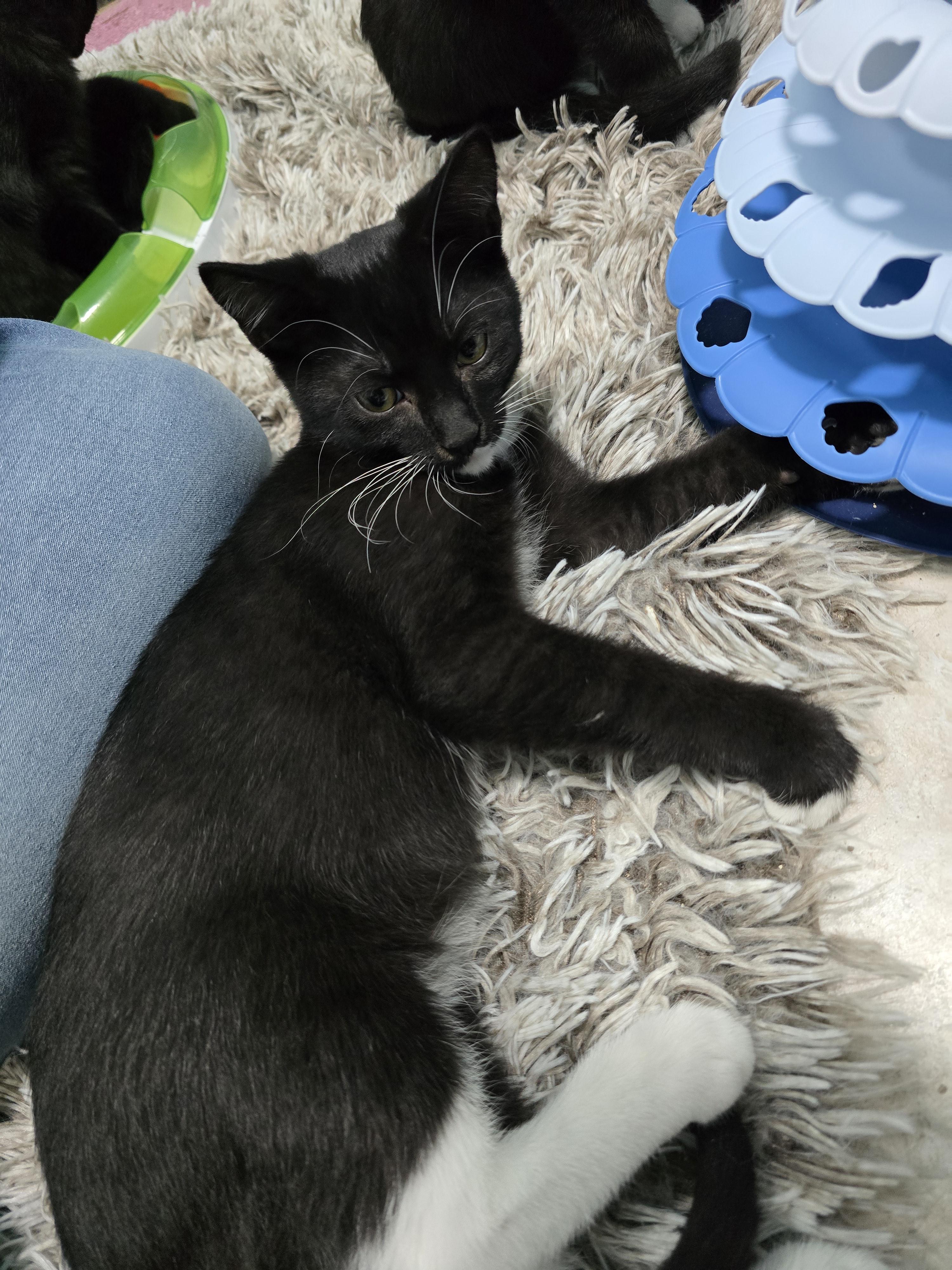 Jack, Adoptable, Kitten Male Domestic Short Hair.