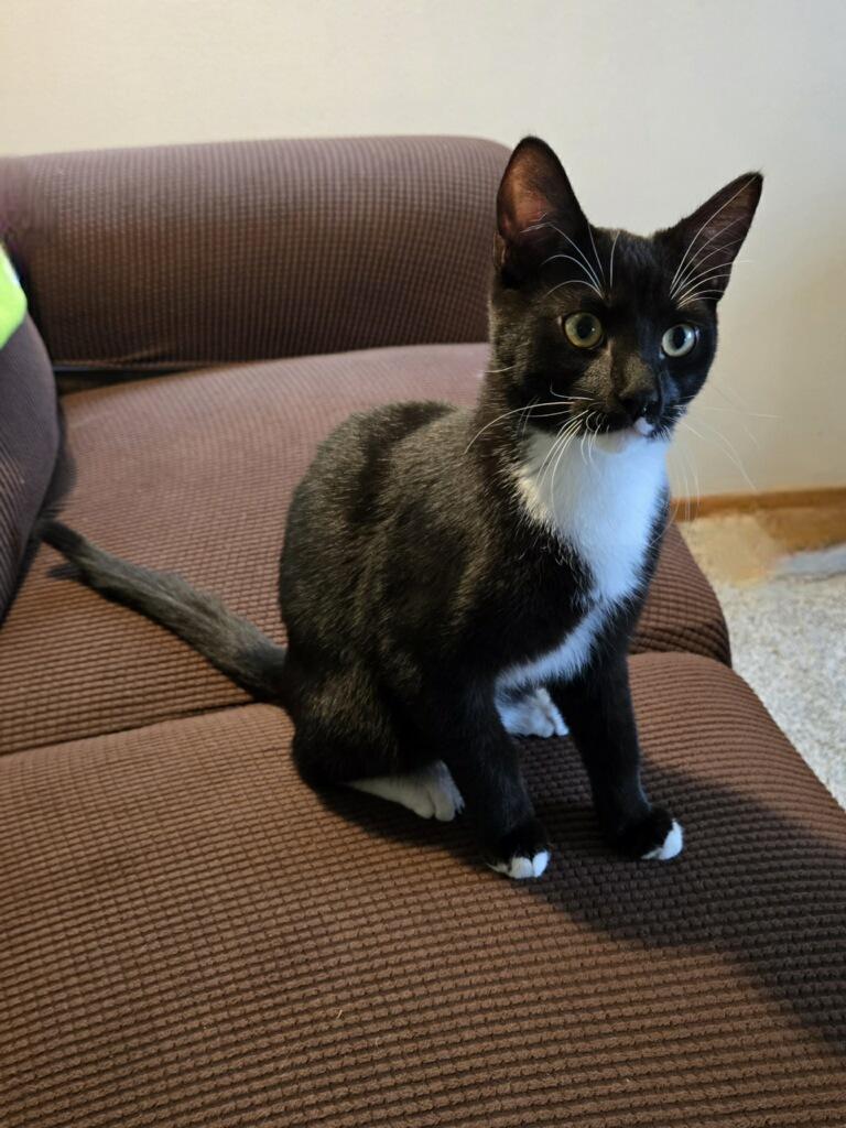 Enlarge Jack, a Adoptable Domestic Short Hair in Arlington, WA image 2/6