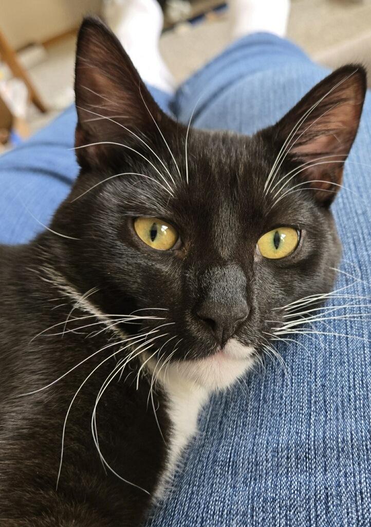 Enlarge Jack, a Adoptable Domestic Short Hair in Arlington, WA image 3/6