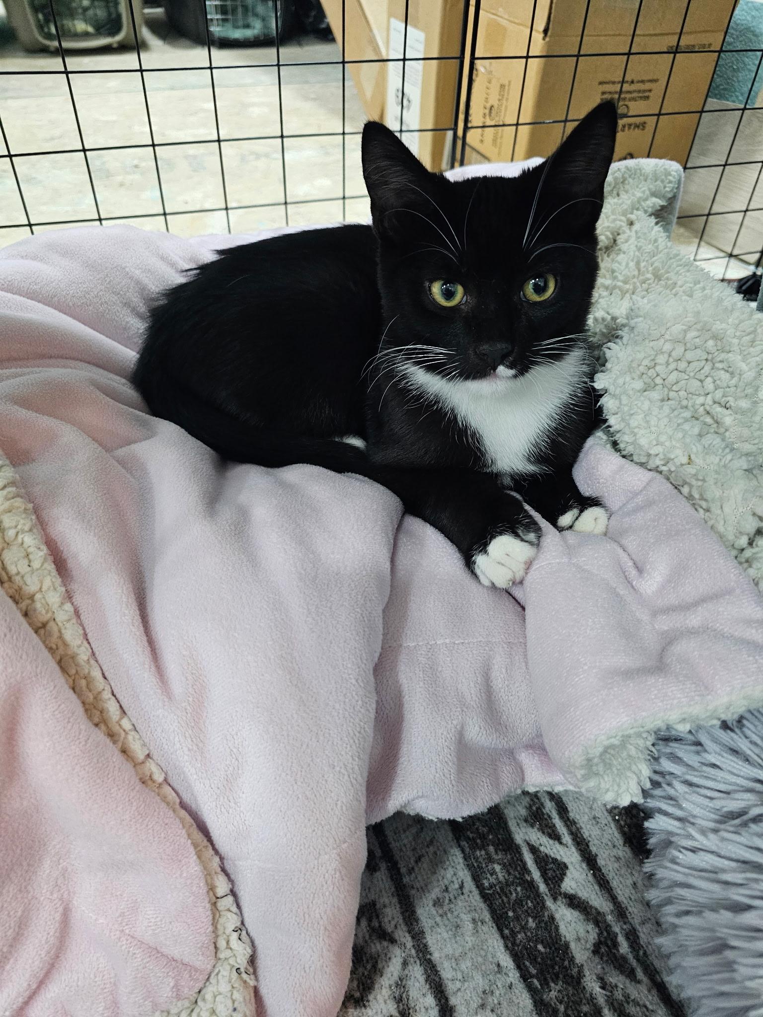 Enlarge Jack, a Adoptable Domestic Short Hair in Arlington, WA image 4/6