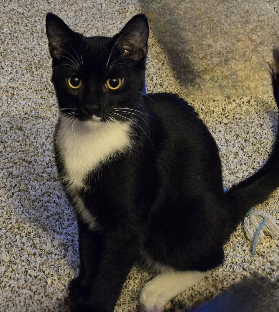 Enlarge Jack, a Adoptable Domestic Short Hair in Arlington, WA image 5/6