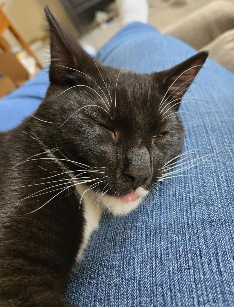 Enlarge Jack, a Adoptable Domestic Short Hair in Arlington, WA image 6/6