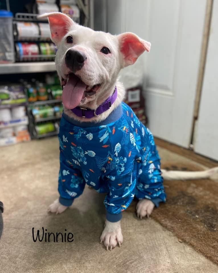 Enlarge Winnie, a Adoptable mixed breed in Huntington, WV image 1/1