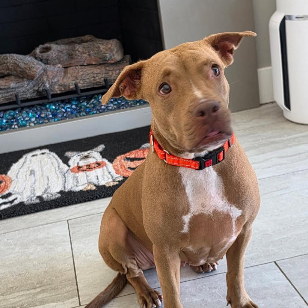 Enlarge Aspen, a Adoptable Boxer in McMinnville, OR image 1/4