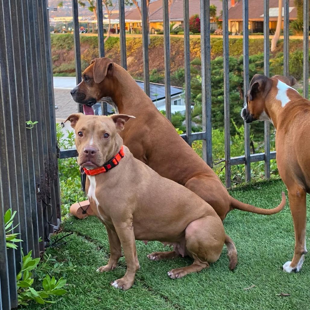 Enlarge Aspen, a Adoptable Boxer in McMinnville, OR image 3/4