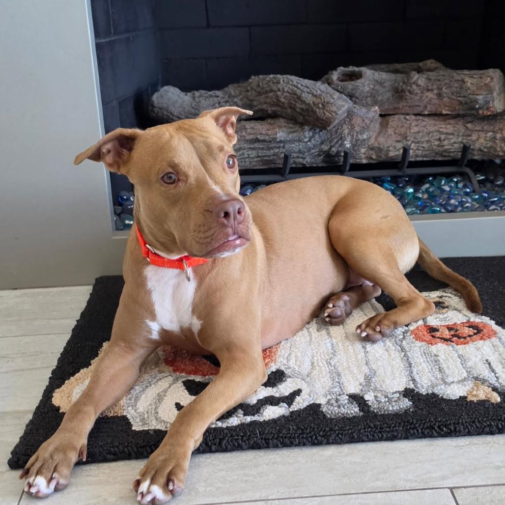 Enlarge Aspen, a Adoptable Boxer in McMinnville, OR image 4/4