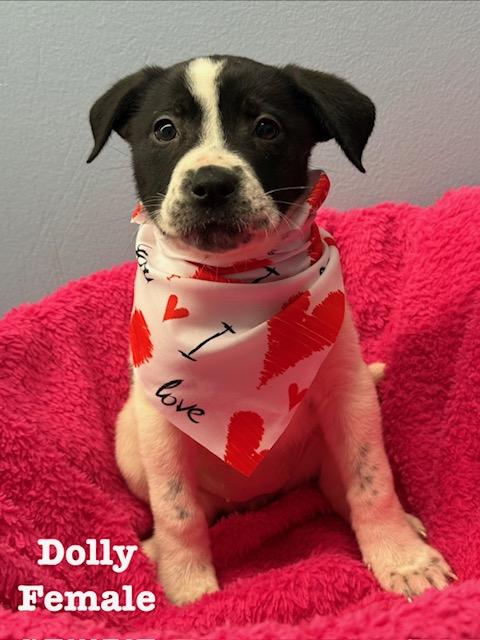 Enlarge Dolly, an adopted Terrier in Richland, MI image 1/1