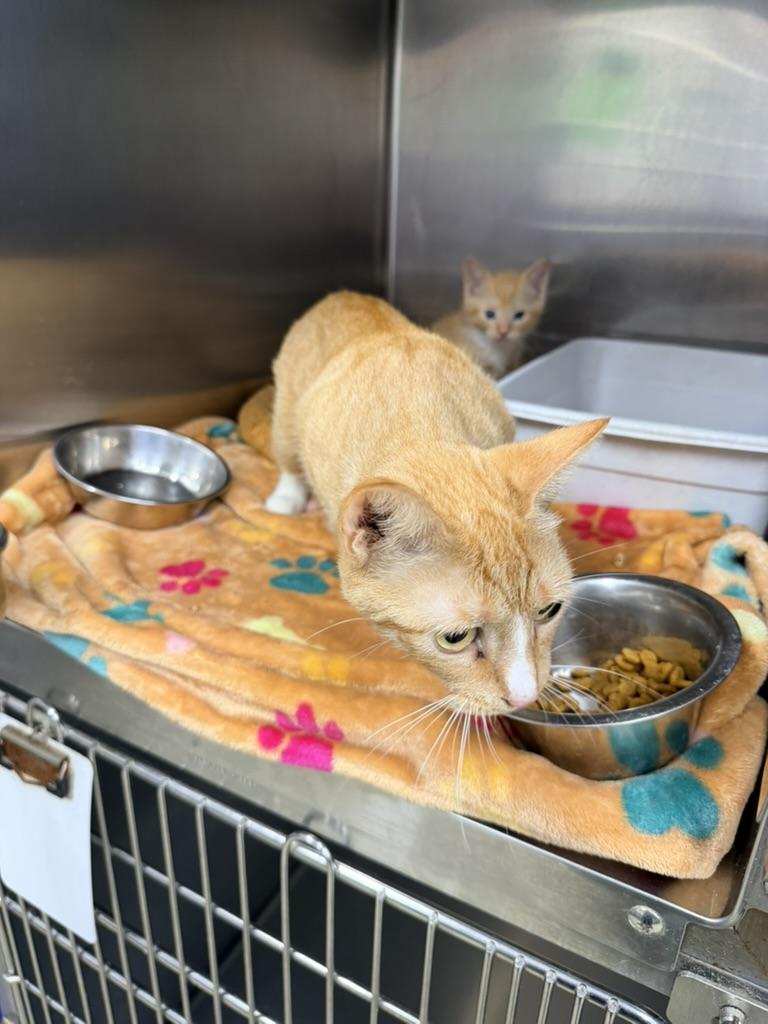 Enlarge Nyla and Nelson, a Adoptable Domestic Short Hair in Petersburg, VA image 3/4
