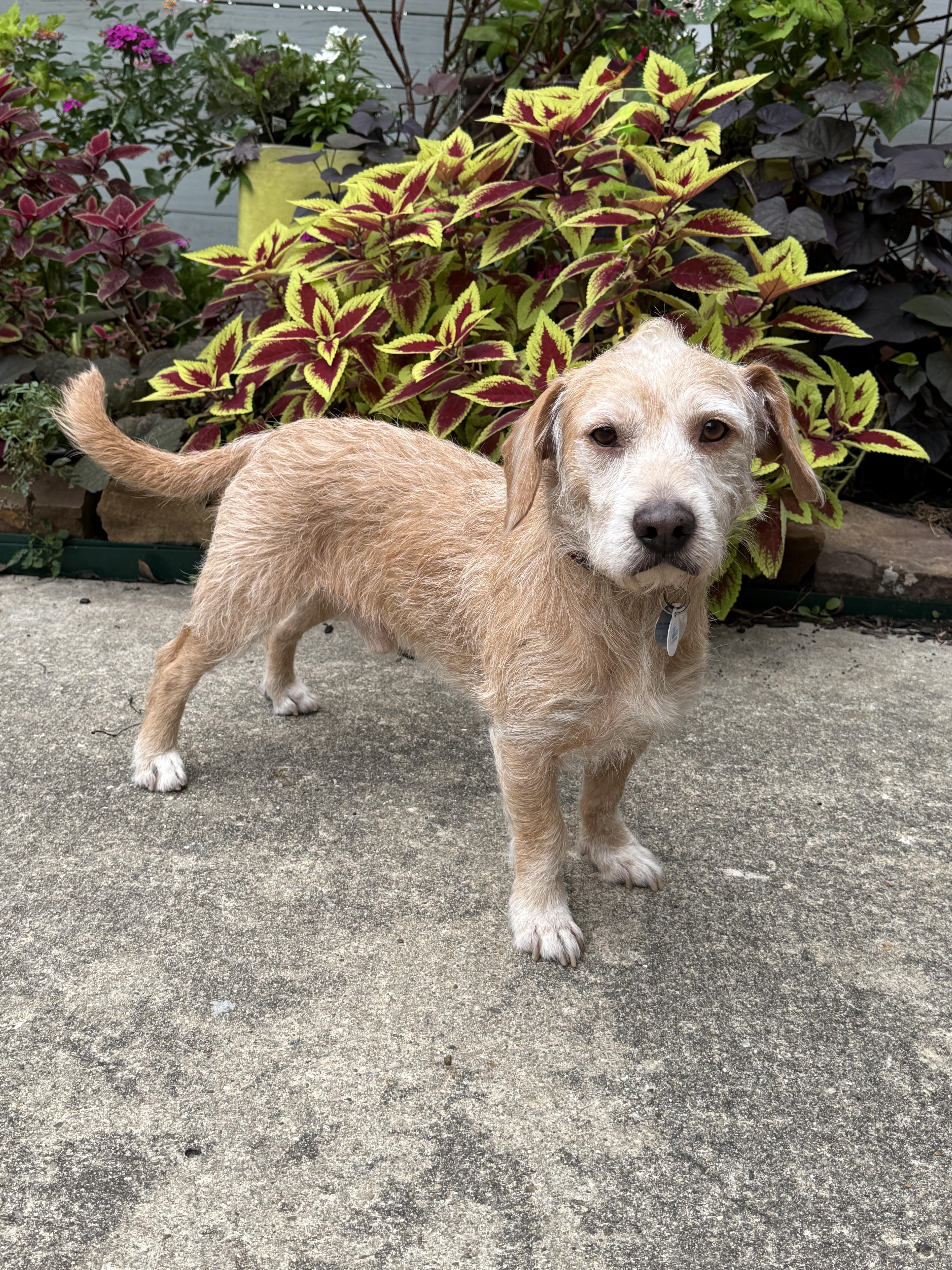Enlarge krypto, an adopted mixed breed in Houston, TX image 1/3