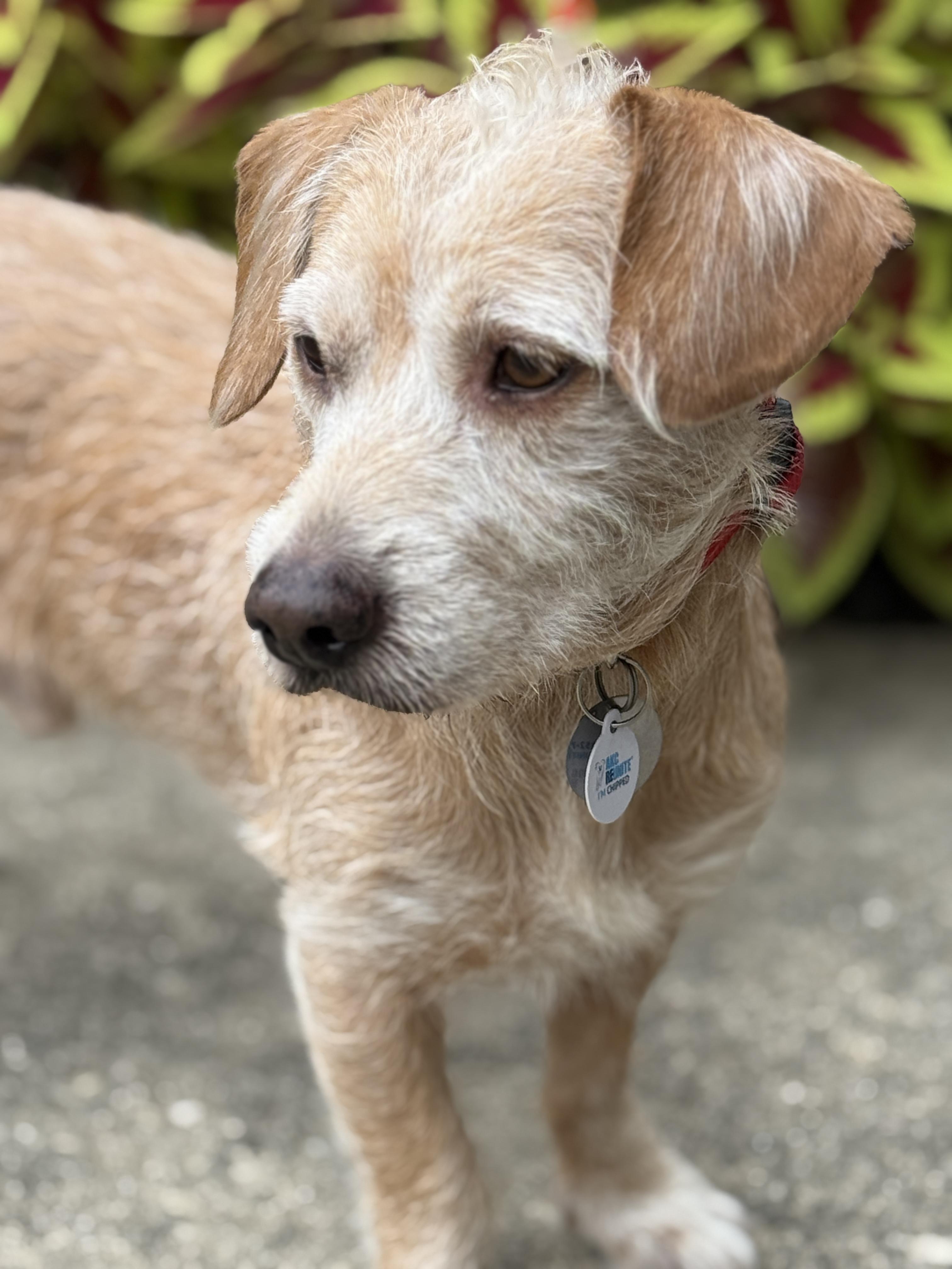 Enlarge krypto, an adopted mixed breed in Houston, TX image 2/3