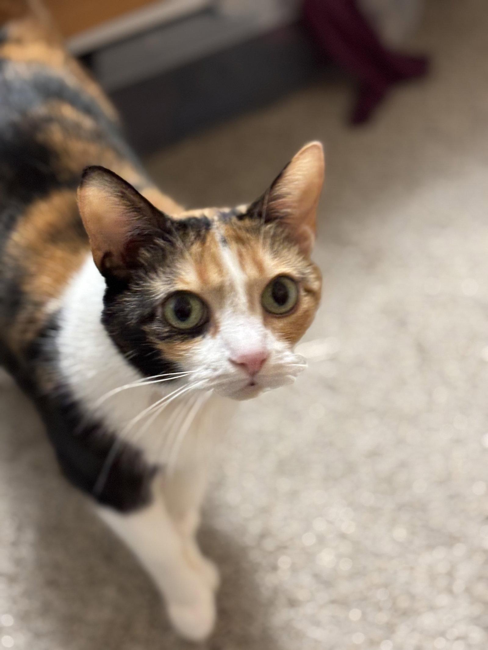Enlarge Mikah, a Adoptable mixed breed in Walled Lake, MI image 1/3