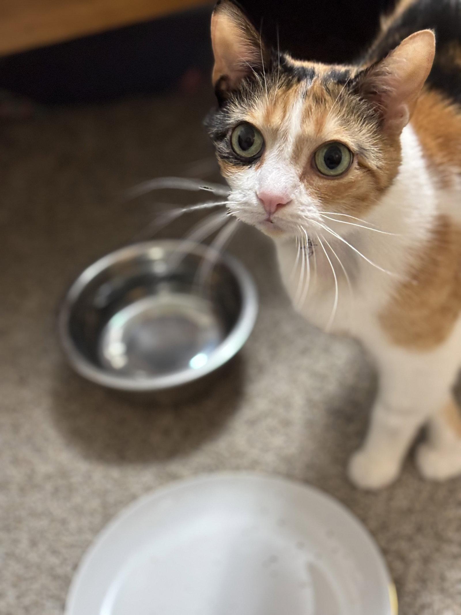 Enlarge Mikah, a Adoptable mixed breed in Walled Lake, MI image 2/3