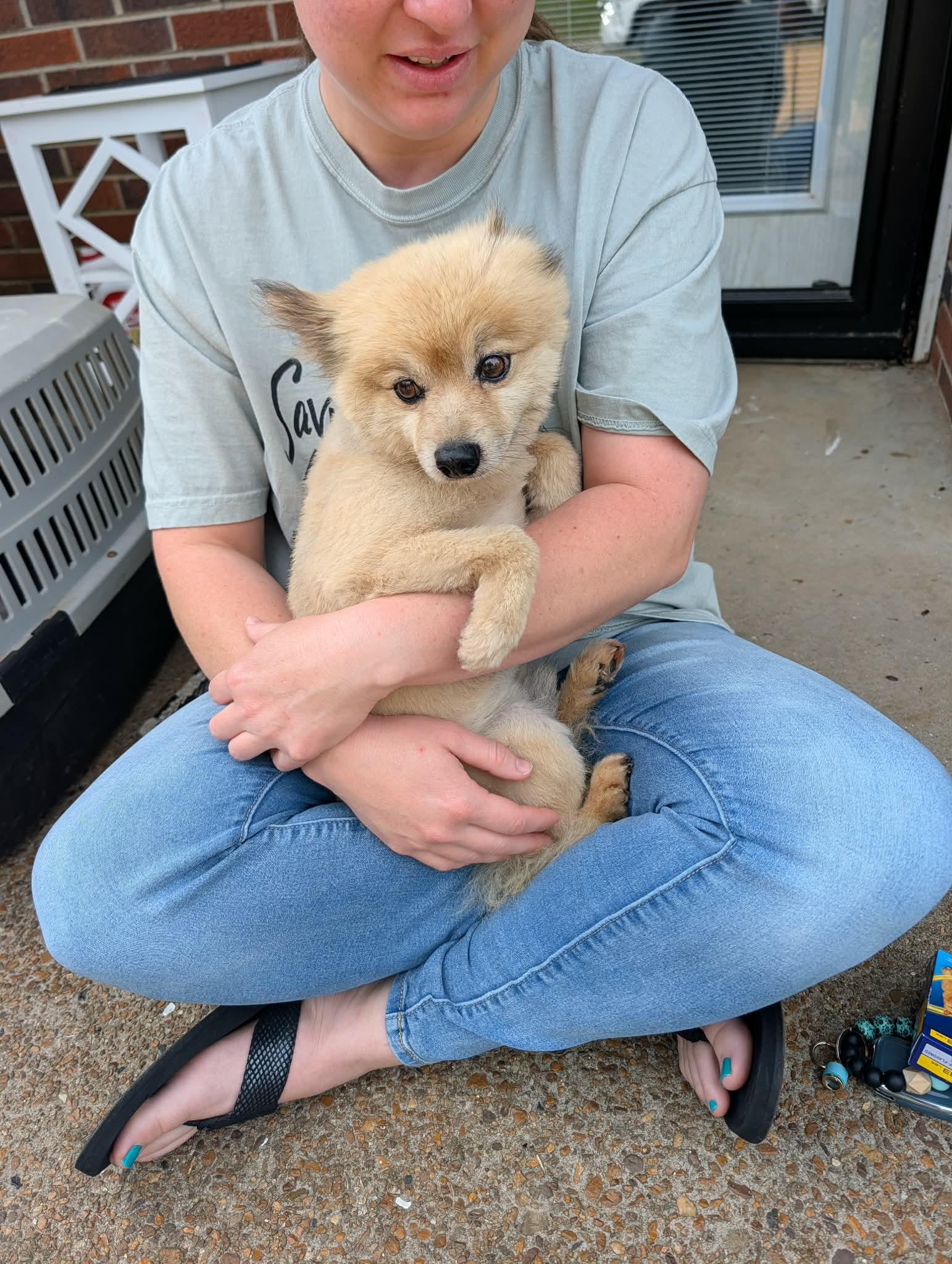 Smokey, an adopted Pomeranian in Hopkinton, MA image 5/6