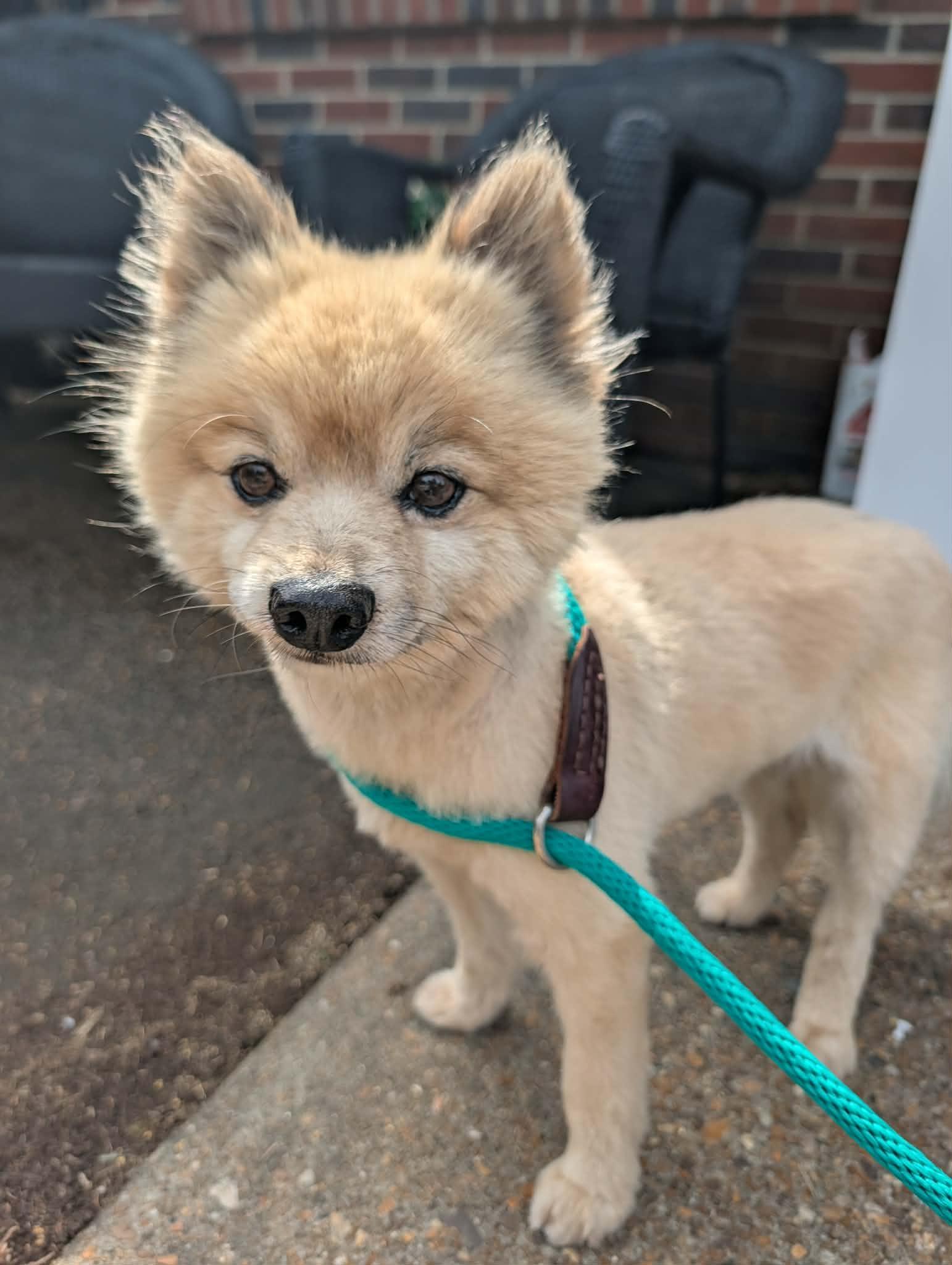 Smokey, an adopted Pomeranian in Hopkinton, MA image 6/6