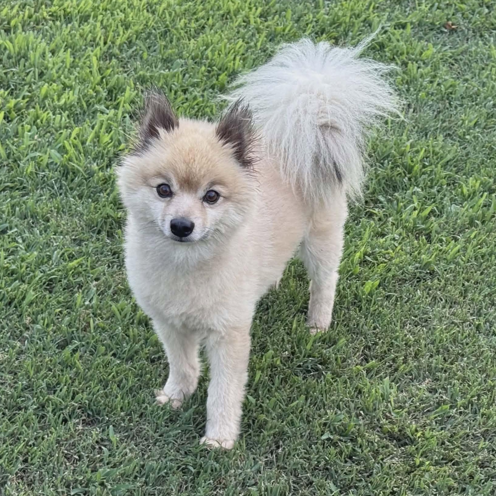 Smokey, an adopted Pomeranian in Hopkinton, MA image 2/6