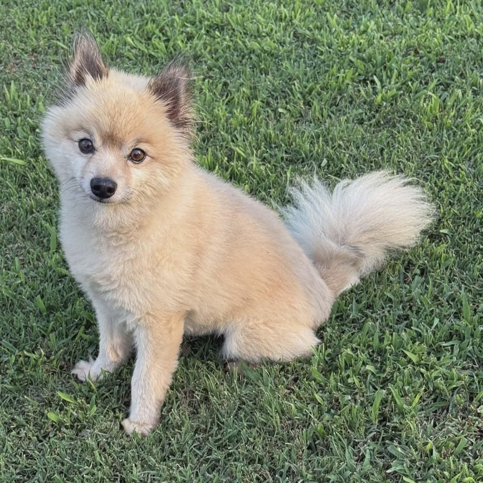 Smokey, an adopted Pomeranian in Hopkinton, MA image 3/6