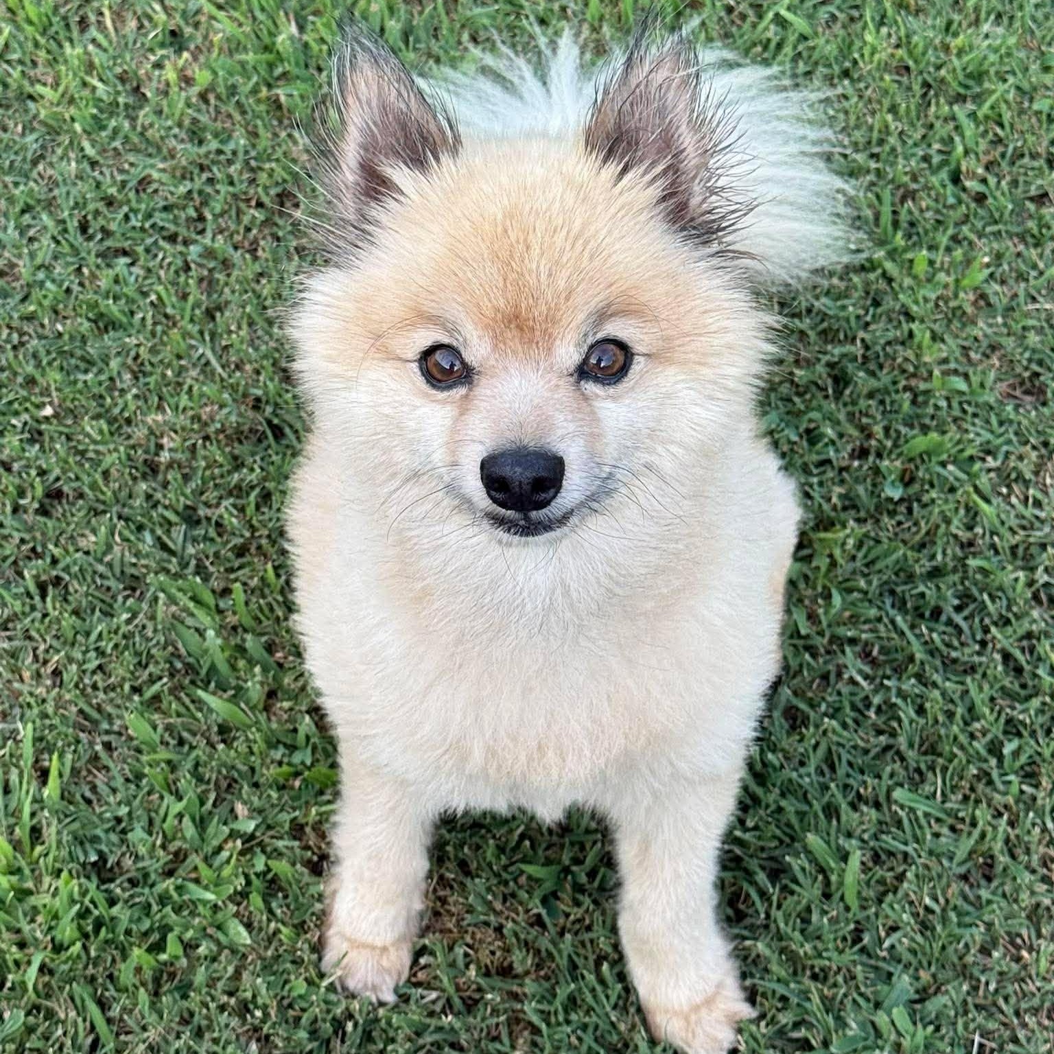 Smokey, an adopted Pomeranian in Hopkinton, MA image 1/6