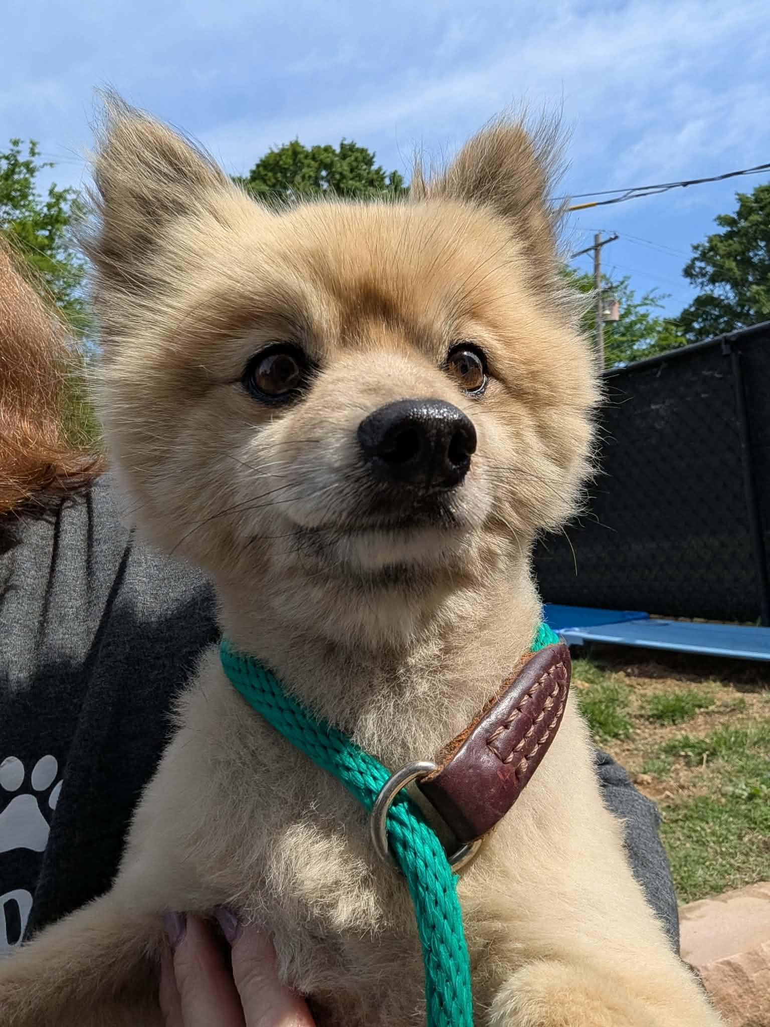 Smokey, an adopted Pomeranian in Hopkinton, MA image 4/6