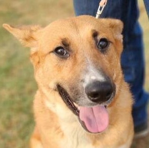 Blazer, Baby Male Shepherd
