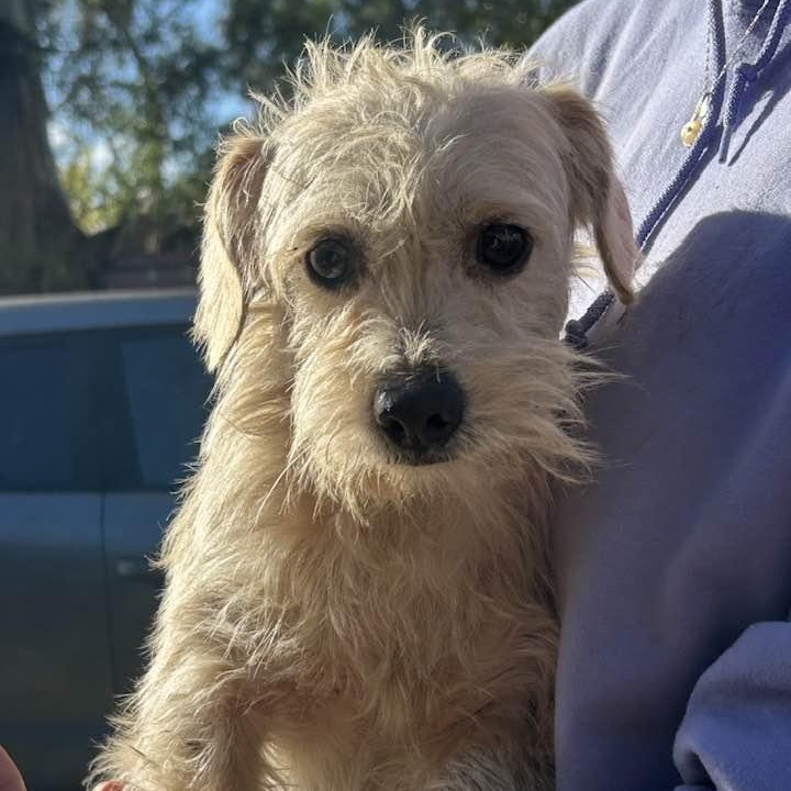 CHANCE, ADOPTABLE, Young Male Terrier.