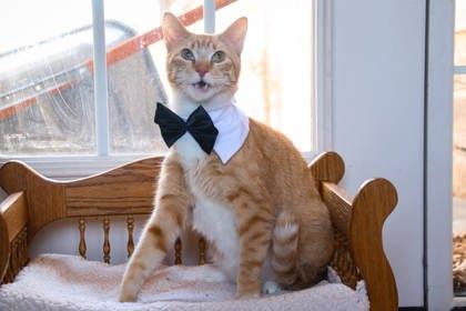 Mister Marmalade, a Adoptable mixed breed in Beatrice, NE image 1/3
