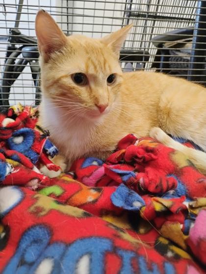 Mister Marmalade, a Adoptable mixed breed in Beatrice, NE image 2/3
