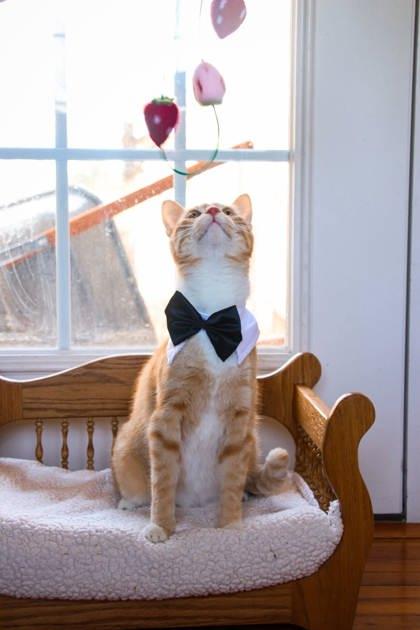 Mister Marmalade, a Adoptable mixed breed in Beatrice, NE image 3/3