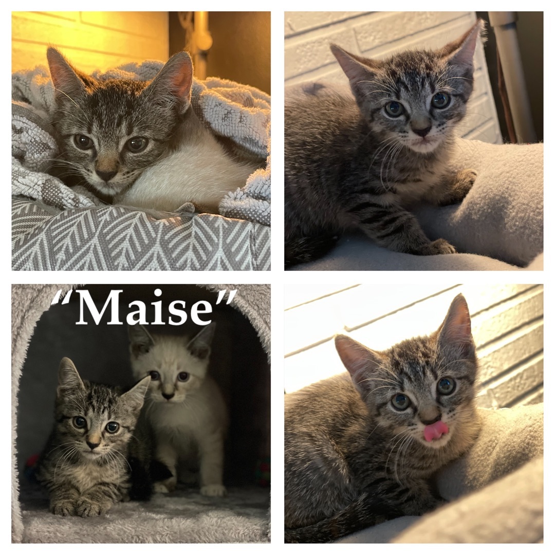 Maise, a Adoptable Domestic Short Hair in Palm City, FL image 1/4