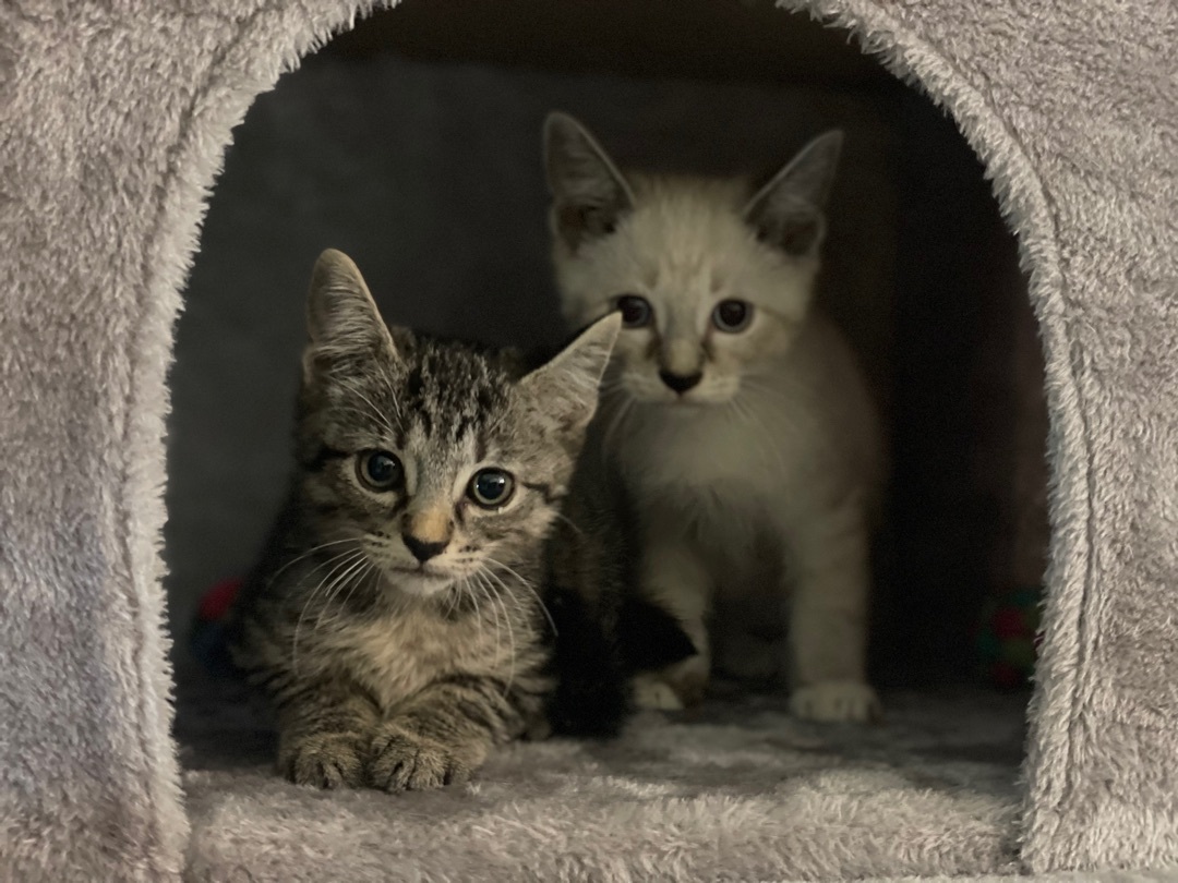 Maise, a Adoptable Domestic Short Hair in Palm City, FL image 2/4