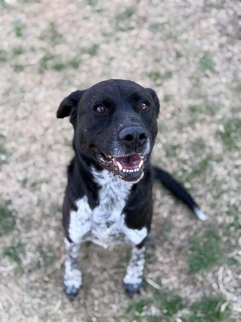 Enlarge LUNA, a Adoptable mixed breed in Forney, TX image 1/1