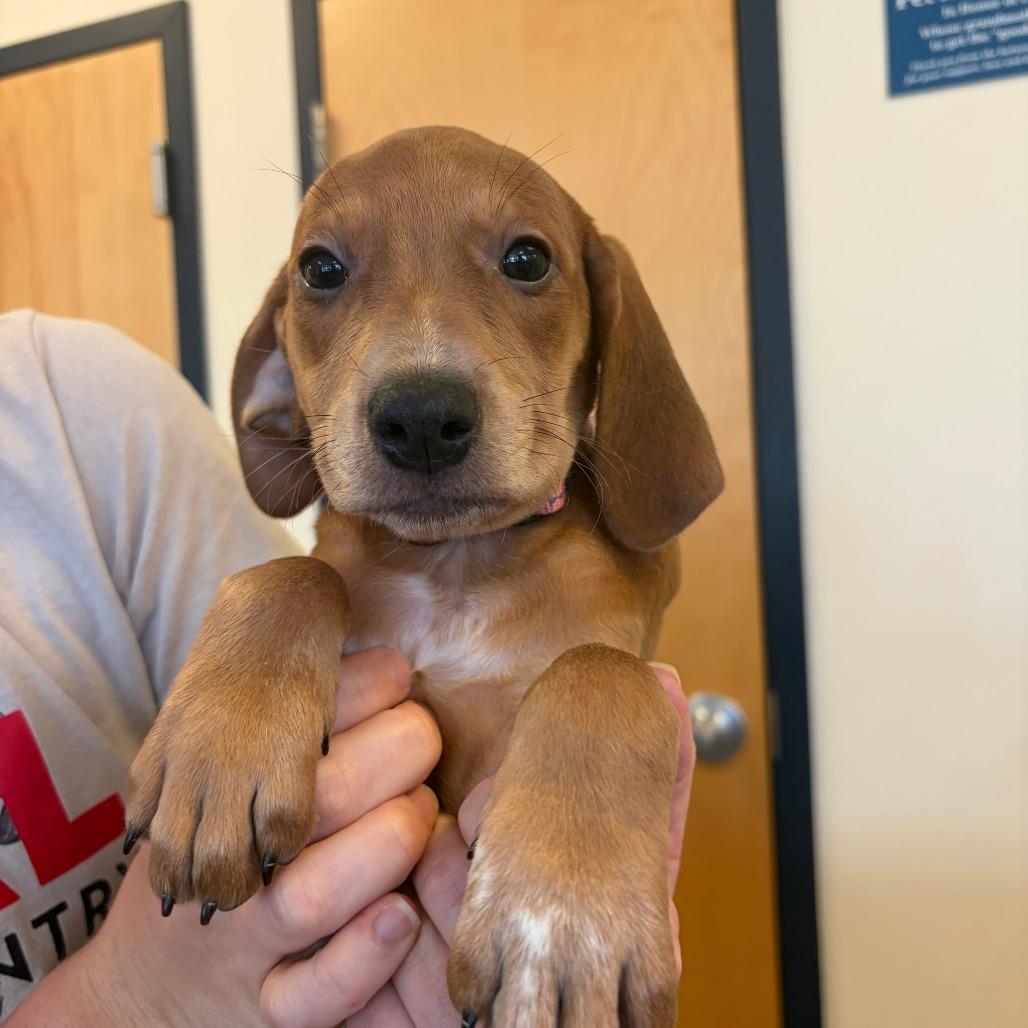 Odette, a Adoptable Hound in Morrisville, VT image 2/2