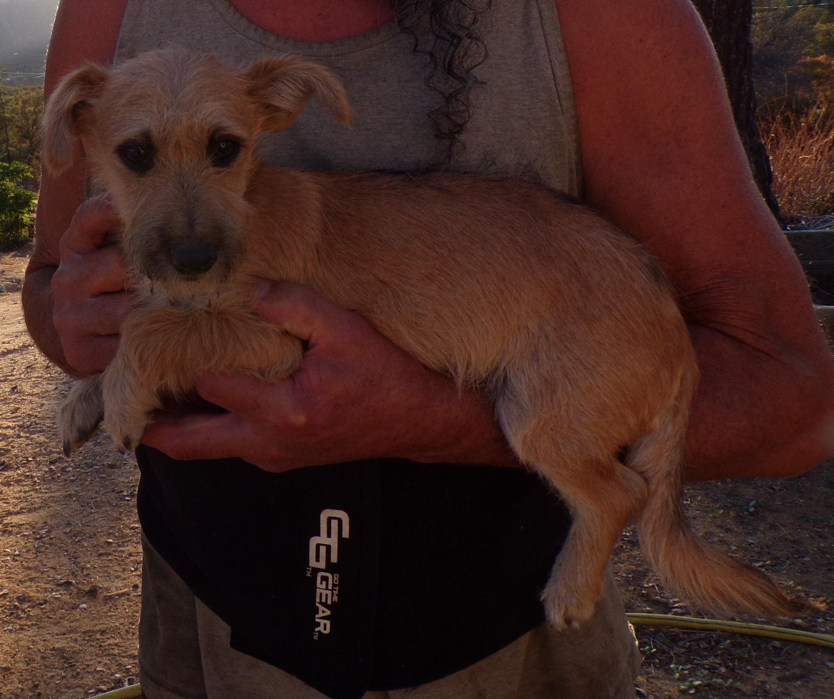 WALLY, a Adoptable Cairn Terrier in Corona, CA image 2/3