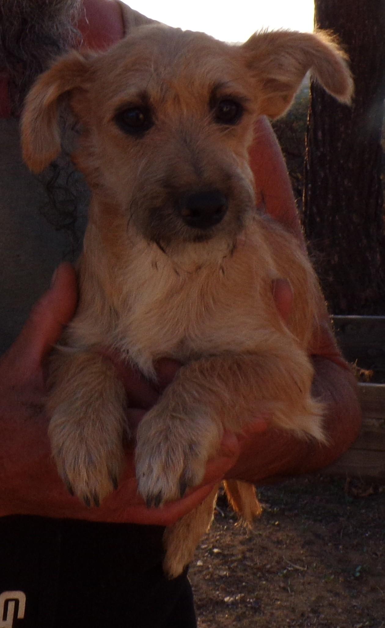 WALLY, a Adoptable Cairn Terrier in Corona, CA image 3/3