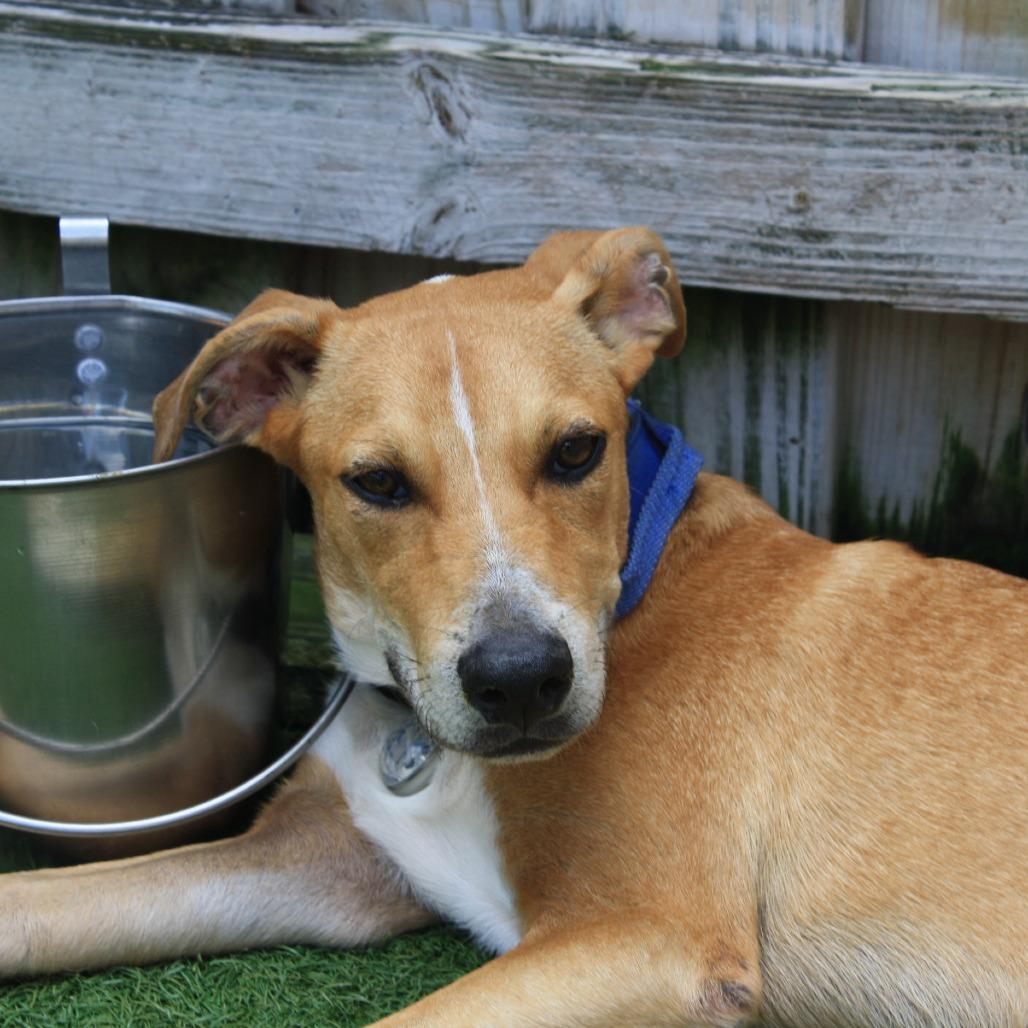 Enlarge Rutherford, a Adoptable mixed breed in Melrose, FL image 1/5