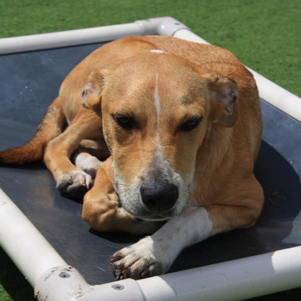 Enlarge Rutherford, a Adoptable mixed breed in Melrose, FL image 2/5