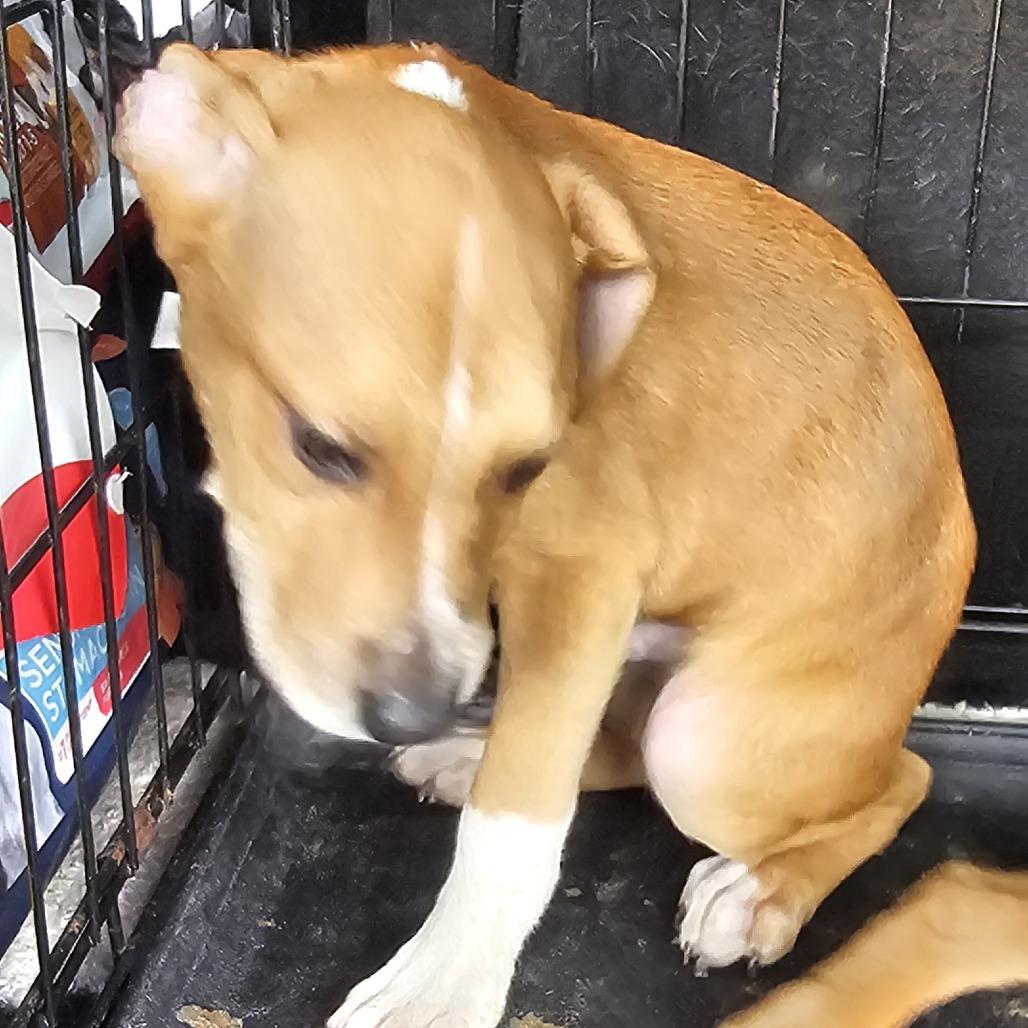 Enlarge Rutherford, a Adoptable mixed breed in Melrose, FL image 4/5