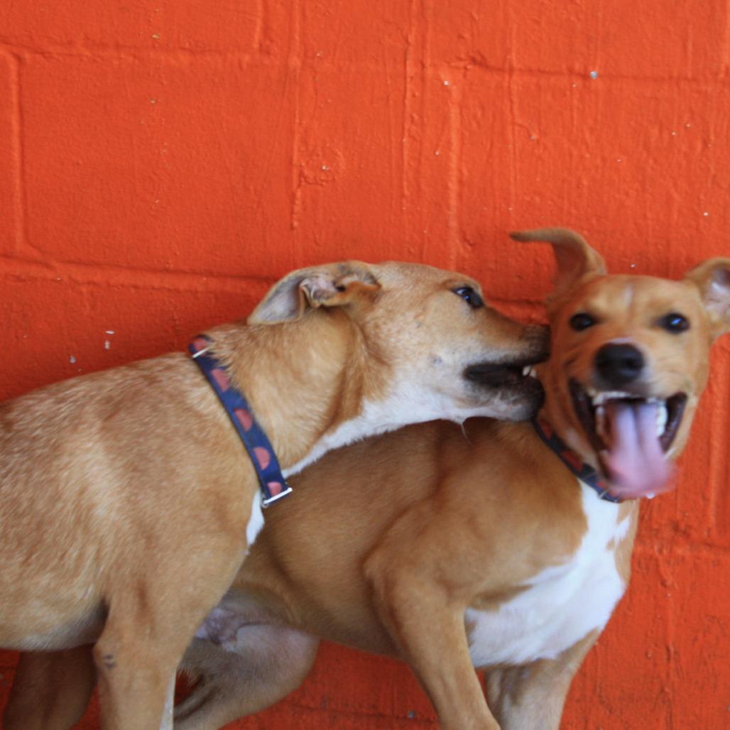 Enlarge Rutherford, a Adoptable mixed breed in Melrose, FL image 5/5