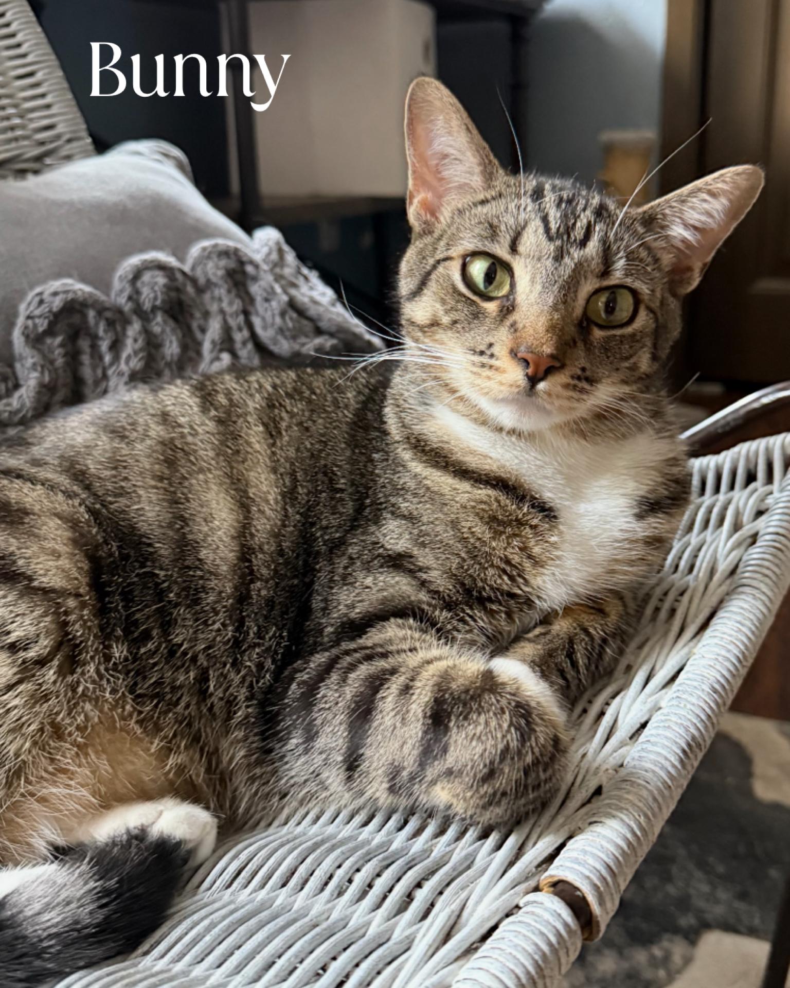 Enlarge Bunny, a Adoptable Domestic Short Hair in Fort Worth, TX image 1/1