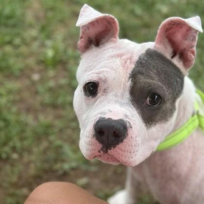 Mackenzie, an adoptable mixed breed in Syracuse, NY image 2/2