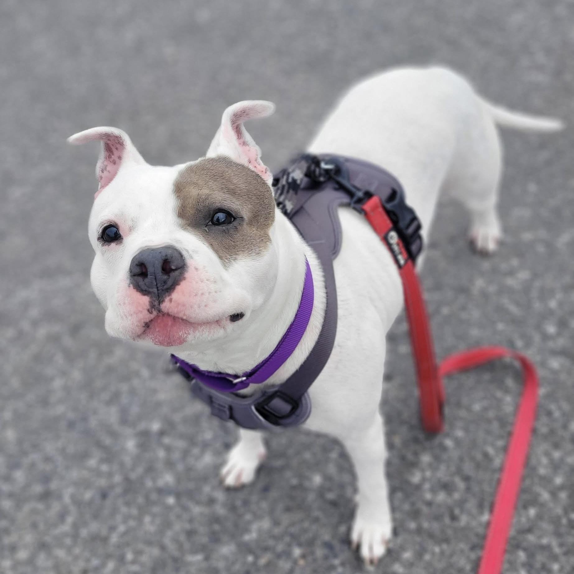Mackenzie, an adoptable mixed breed in Syracuse, NY image 1/2