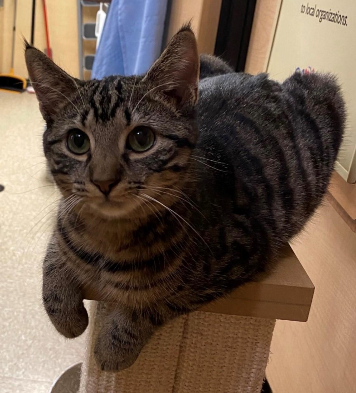 Abby, adopted, Young Female Domestic Short Hair.