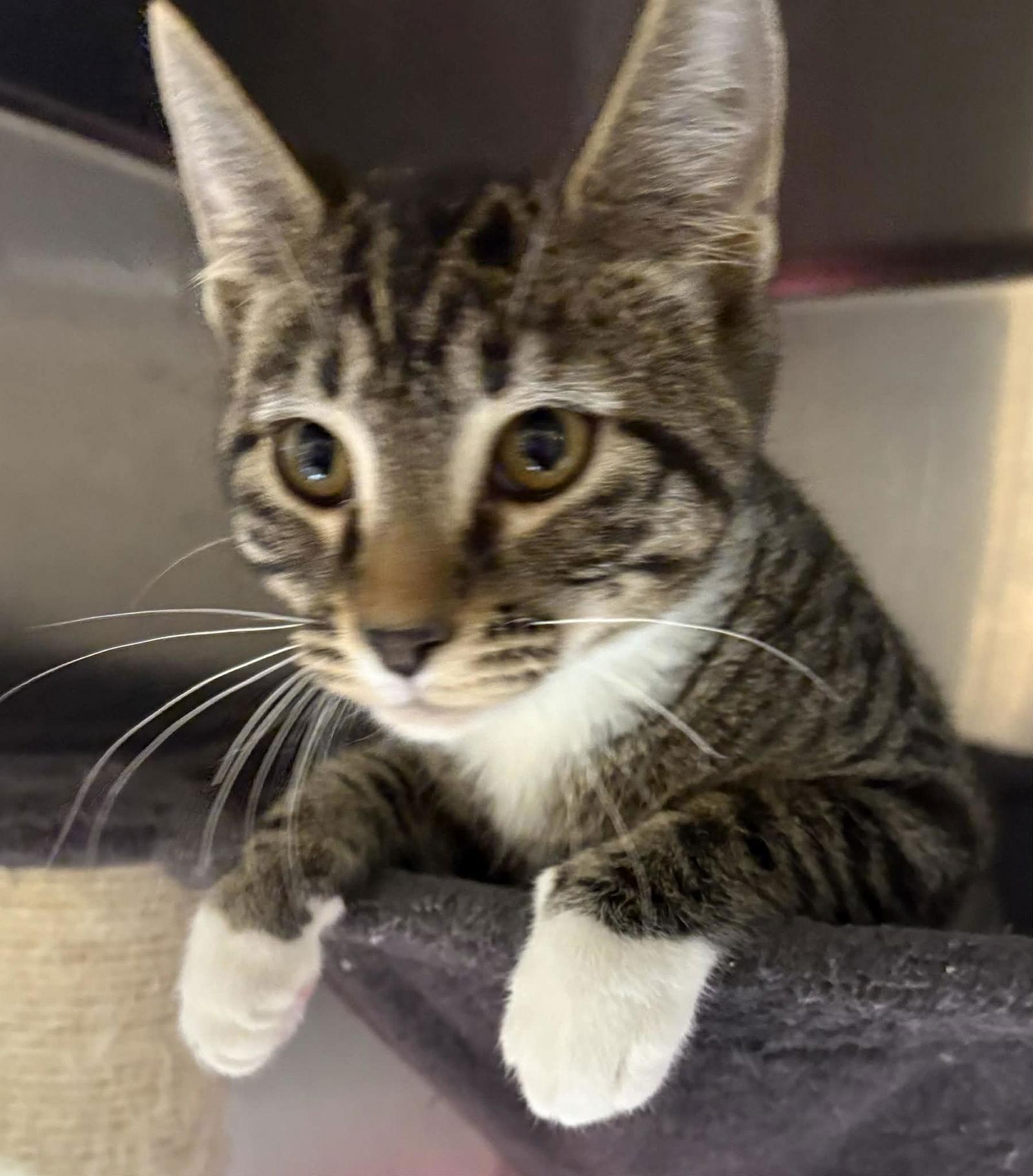 Thai, Adopted, Young Male Domestic Short Hair.