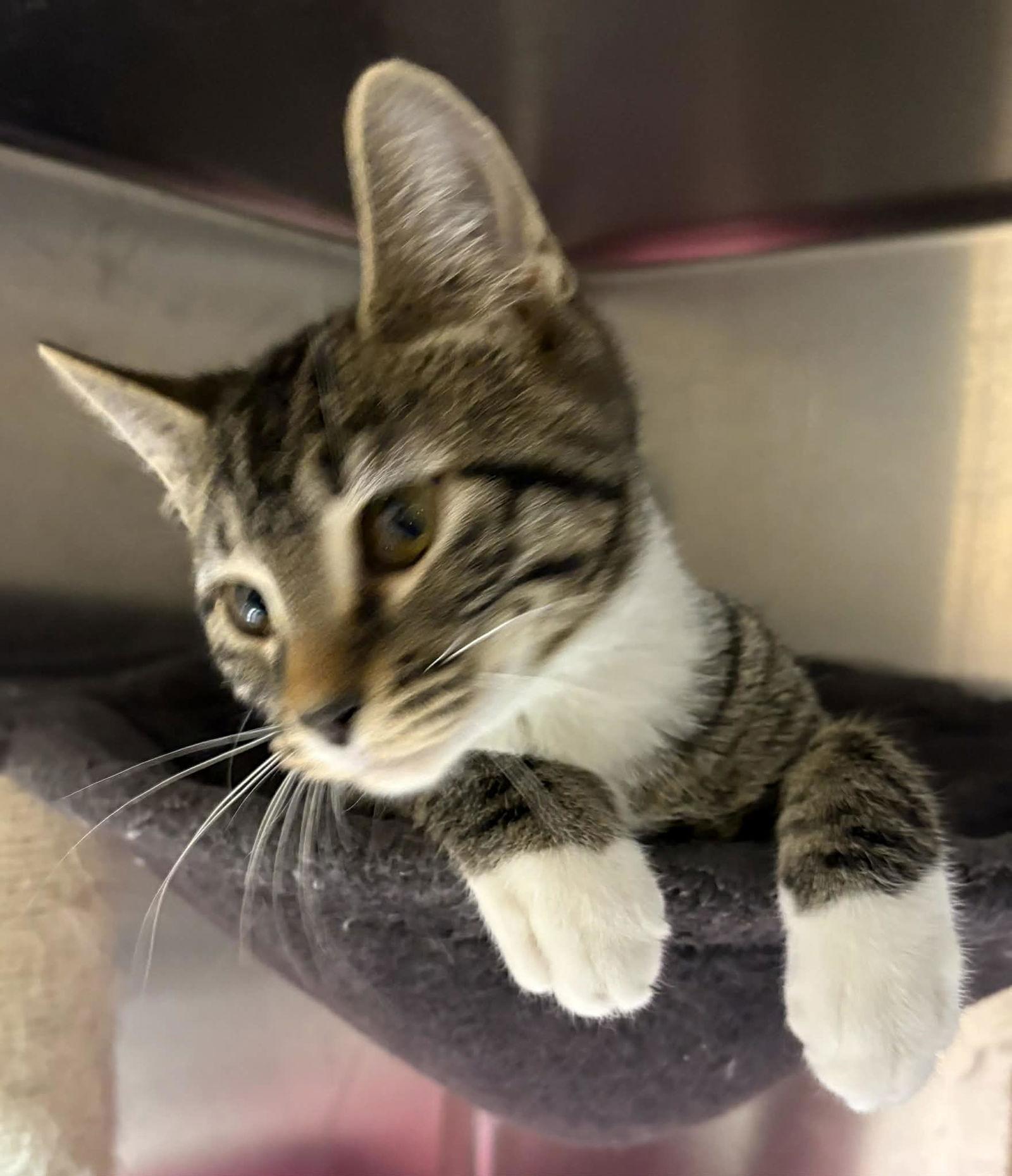 Enlarge Thai, a Adopted Domestic Short Hair in Dalzell, IL image 3/3