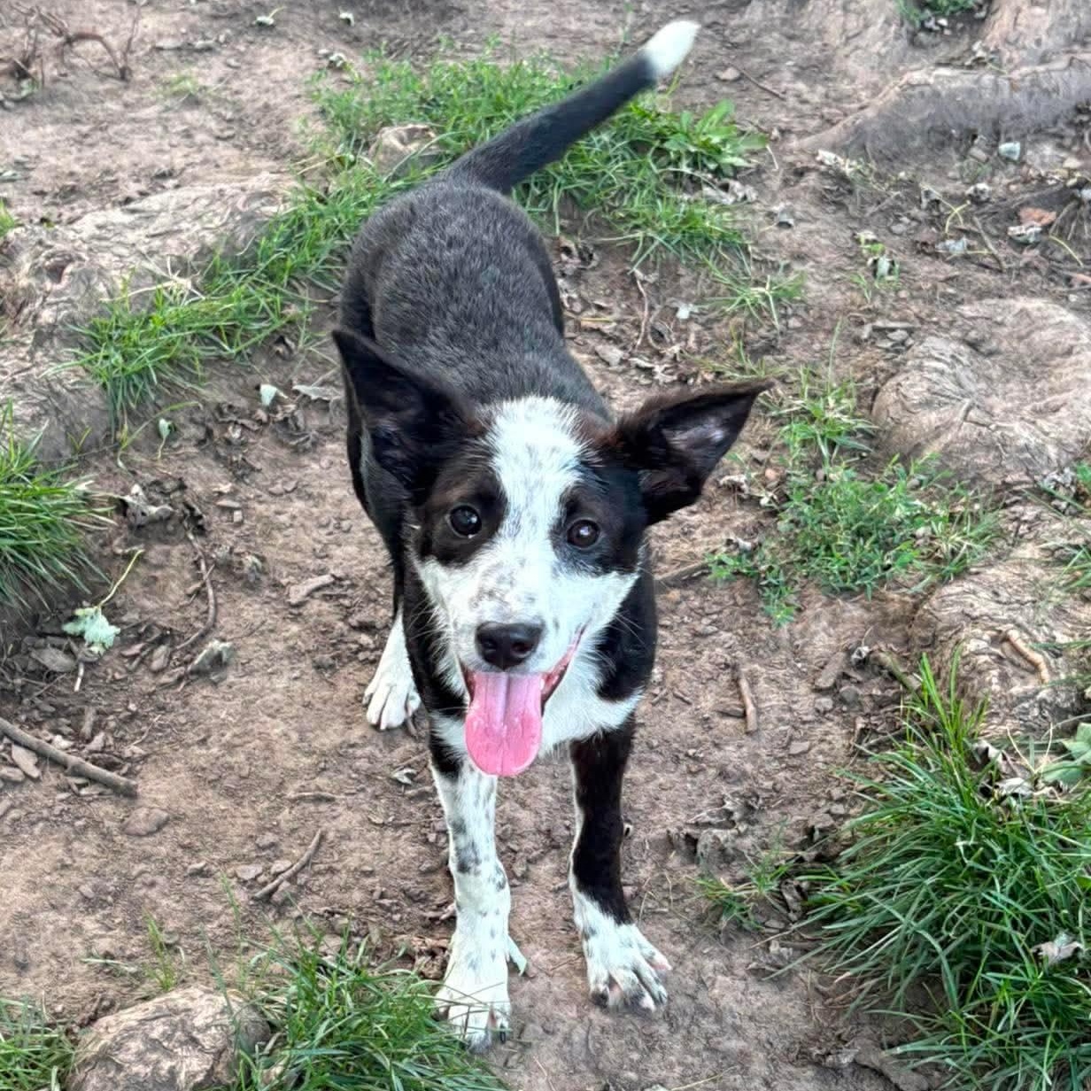 Sky, an adopted mixed breed in Rochester, NY image 1/5