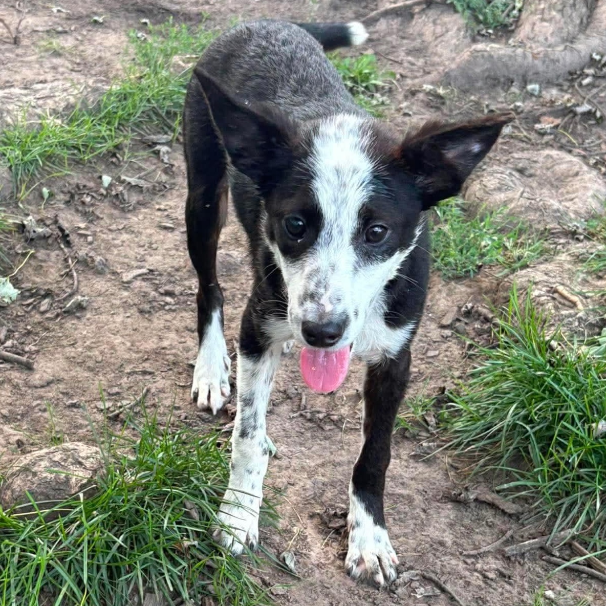 Sky, an adopted mixed breed in Rochester, NY image 3/5