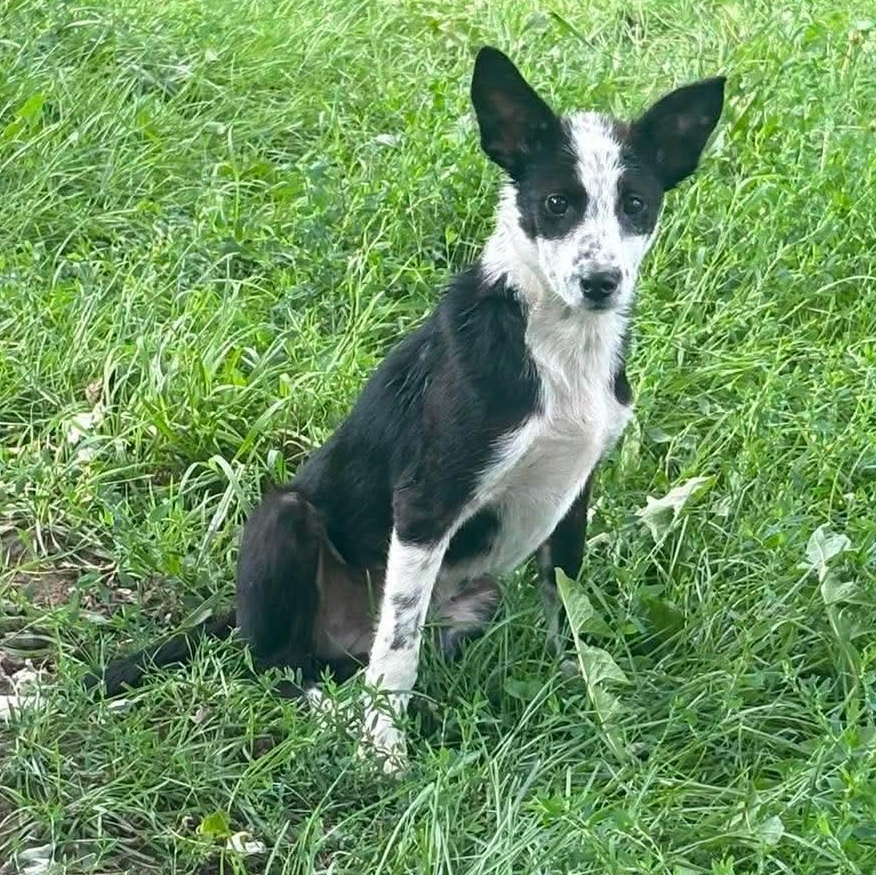 Sky, an adopted mixed breed in Rochester, NY image 2/5
