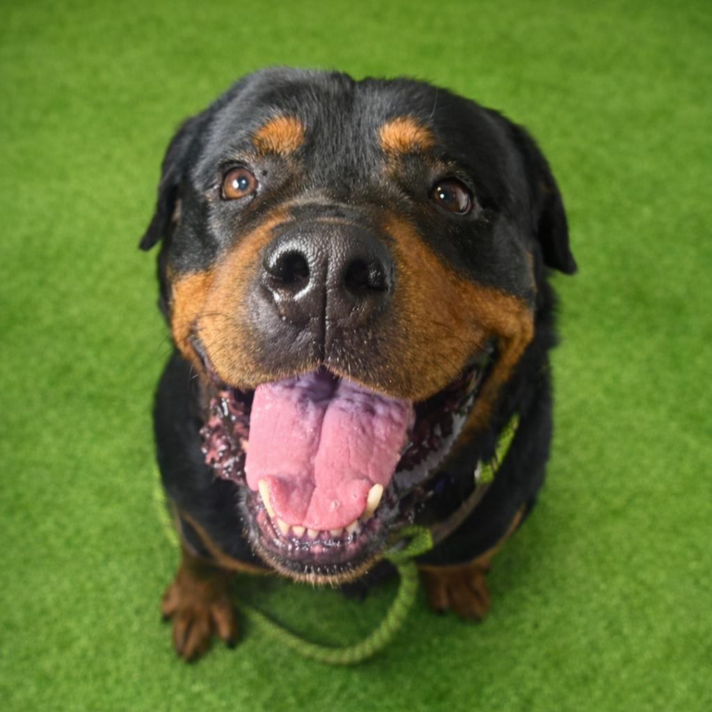 Kodi, Adoptable, Senior Male Mixed Breed.