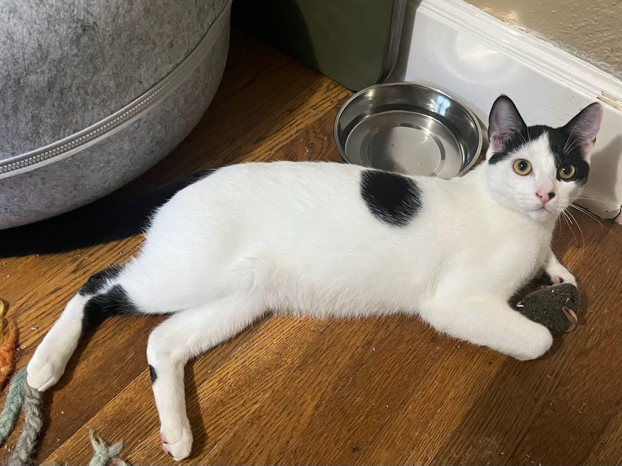Enlarge Domino, a Adoptable Domestic Short Hair in Portland, OR image 1/6