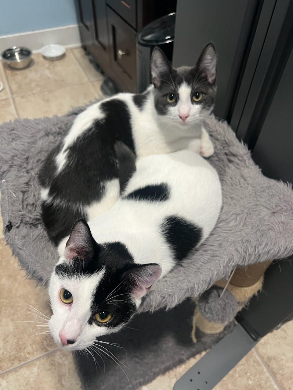 Enlarge Domino, a Adoptable Domestic Short Hair in Portland, OR image 3/6